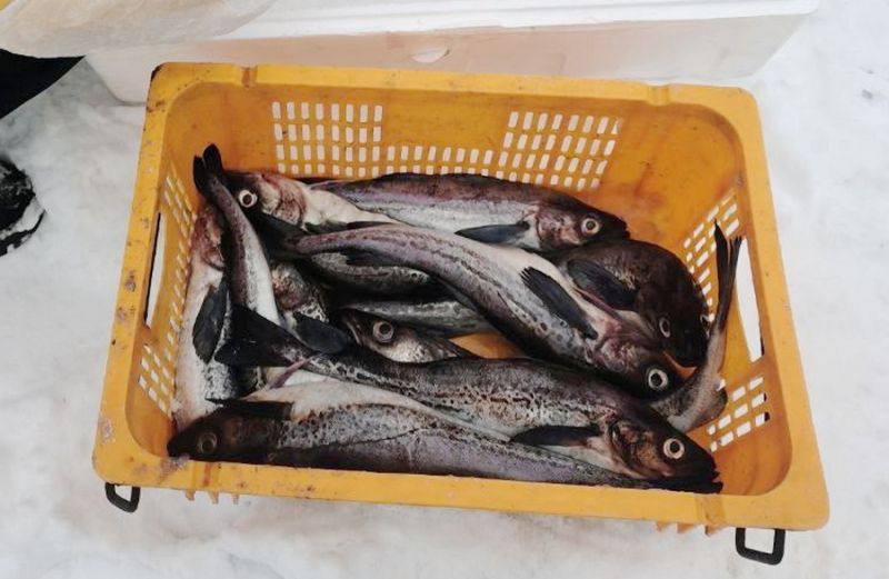 В рыбе у берегов Камчатки снова нашли опасных паразитов В свежей камбале и минтае выловленных у берегов Камчатки выявили жизнеспособных паразитов Лабораторные исследования провели 6 февраля специалисты Камчатского филиала ФГБУ АПК Нацрыба пробы оперативно доставили из районов промысла в Восточно Камчатской зоне Анализ показал наличие живых личинок цестод скребней и нематод Такая рыба представляет потенциальную опасность для здоровья человека при употреблении без тщательной термической обработки Информацию о результатах внесли в государственную информационную систему Специалисты подчёркивают что подобные случаи уже фиксировались ранее В декабре прошлого года паразитов находили в камбале и минтае тех же видов NEWS VL в MAX прислать новость