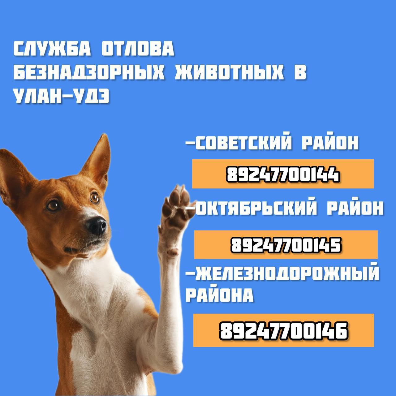 Внеплановый рейд по собакам в 100 х мкр 25 февраля будут проводиться внеплановые рейдовые мероприятия по выявлению безнадзорных животных на территории 100 х микрорайонов города Улан Удэ По вопросам отлова собак обращайтесь по телефонам соответствующих районов Советский район 7 924 770 01 44 Октябрьский район 7 924 770 01 45 Железнодорожный район 7 924 770 01 46