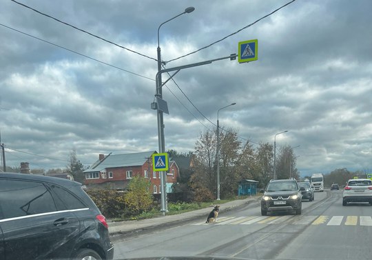 Подмосковный Хатико ждёт хозяина на одной из дорог Серпухова     В Серпухове завёлся свой Хатико – одинокий пёс, который, предположительно, ищет своего владельца. Хвостатый уже не первый день сидит прямо на проезжей части в деревне Дашковка. Об этом сообщил местный интернет-паблик.     «В Дашковке на дороге сидит местный Хатико. Пес каждый день сидит и похоже ждет хозяина целый день», – говорится в публикации.     Автор текста обратился к водителям с просьбой быть внимательнее, чтобы не сбить собаку.