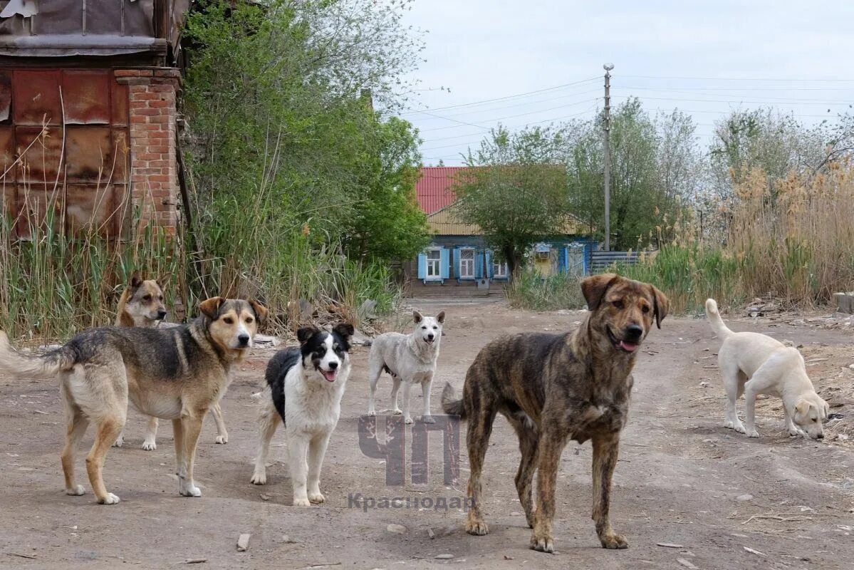 В Тимашевске  возбуждено уголовное дело из-за бездействия властей в отношении бродячих собак!   Жители города неоднократно жаловались на агрессивных животных, которые нападают на людей, в том числе на детей. В прошлом году пострадали мальчик и мужчина, а в январе этого года — женщина. Обращения в органы местной власти никаких результатов не дали.  Тогда тимашевцы обратились к главе Следственного комитета России. Александр Бастрыкин взял ситуацию под личный контроль и обещал разобраться.