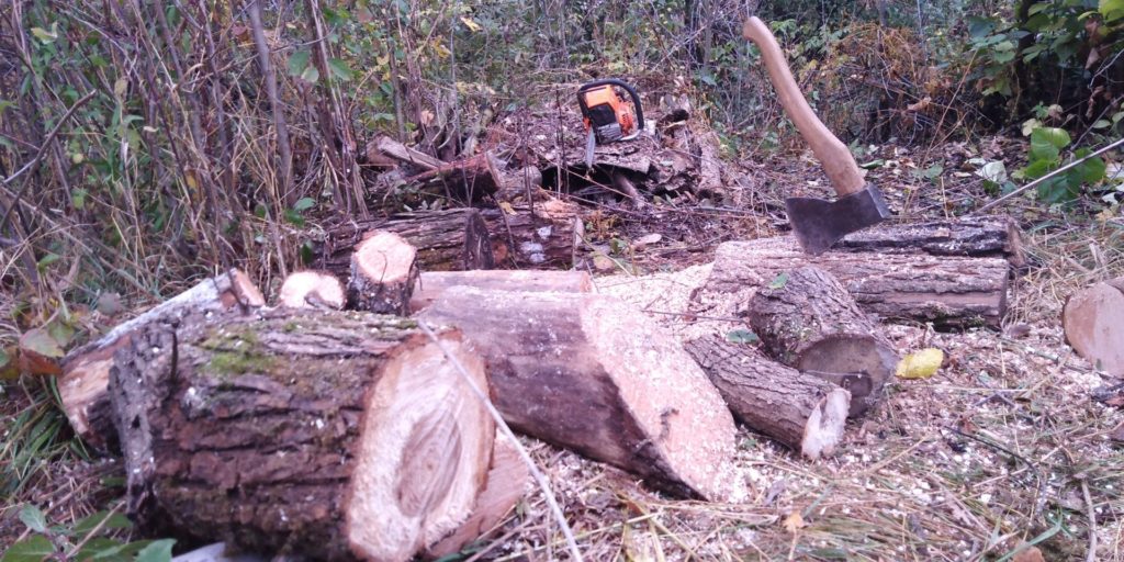 Касимовец незаконно вырубил более 12 кубометров древесины  В Клепиковском районе работники леснадзора заметили в лесу следы незаконной рубки деревьев. Незаконная просека соединяла автодорогу и место вырубки деревьев, которую проводила бригада лесорубов. Разработка этой делянки была разрешена. На просеке были видны следы грузовиков.  Полицейские проанализировали спилы на пнях на просеке, провели оперативно-розыскные мероприятия и установили, что к незаконной заготовке более 12 кубометров древесины причастен житель Касимовского района. Злоумышленника задержали.  По предварительной информации, 39-летний мужчина оформил разрешение на заготовку леса в Клепиковском лесничестве. Чтобы сократить путь к делянке, он самовольно вырубил деревья и сделал просеку.  Следователь ОМВД России по Клепиковскому району возбудил в отношении нарушителя уголовное дело, теперь ему грозит до 4 лет лишения свободы.