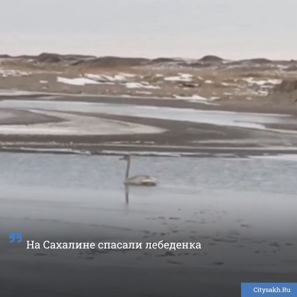 На Сахалине развернулась непростая спасательная операция активисты фонда Зеленый Сахалин бились за жизнь маленького лебеденка отставшего от родительской стаи ВИДЕО   citysakh ru news 123521