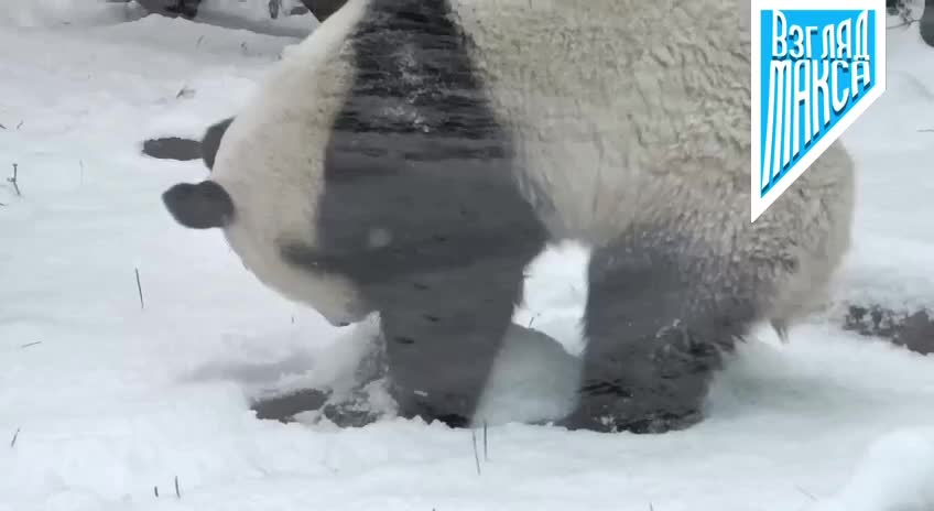 Панда Катюша радуется снегу в Московском зоопарке