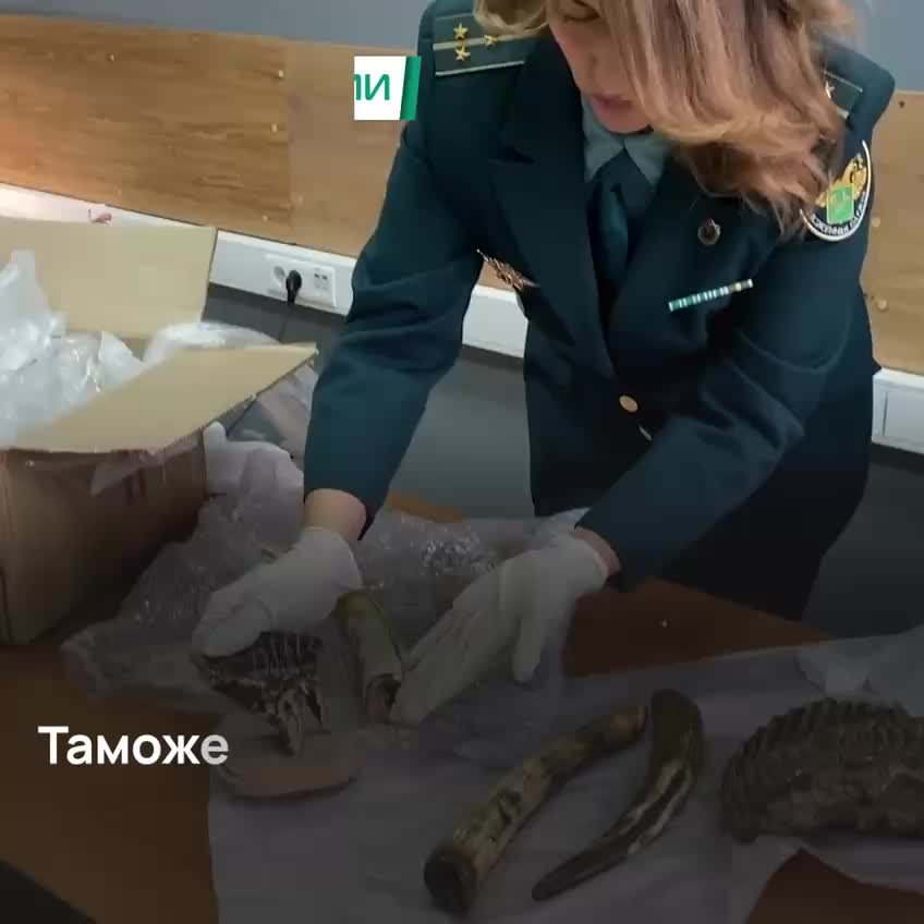 В Новороссийске пресечен вывоз окаменелых останков мамонта в ОАЭ