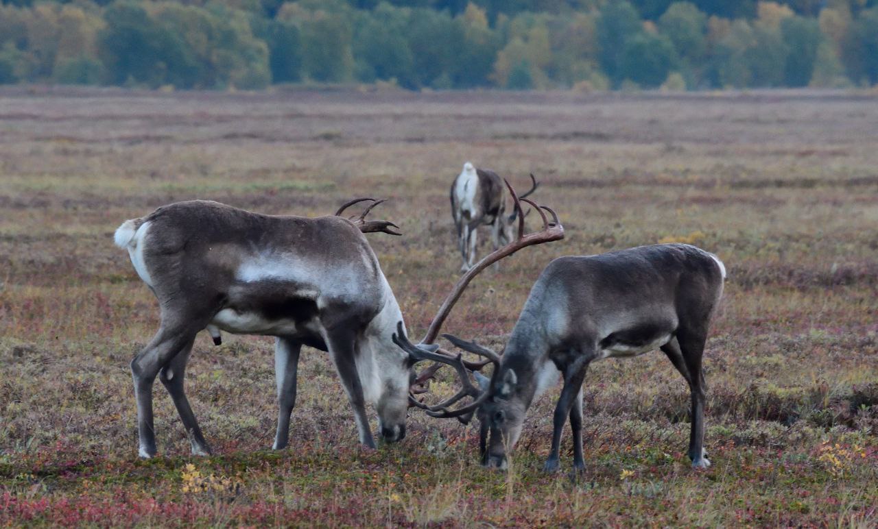 Медведи, олени, лоси и другие животные из Кроноцкого заповедника на Камчатке адаптировались к пеплопадам из-за извержений вулкана Крашенинникова. Они продолжают питаться шикшей, жимолостью, голубикой и брусникой, несмотря на вулканический пепел. "Минеральная составляющая у камчатских животных в пище всегда велика: песок, грунт все время попадают в их организм с едой", — отметили в пресс-службе заповедника. Специалисты надеются, что извержение не усилится до зимы, когда пепел может создать проблемы для зверей.