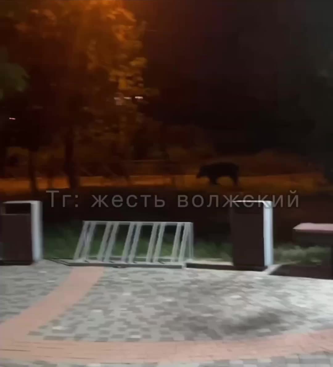 В Ангарске успешно спасли молодую кабаргу