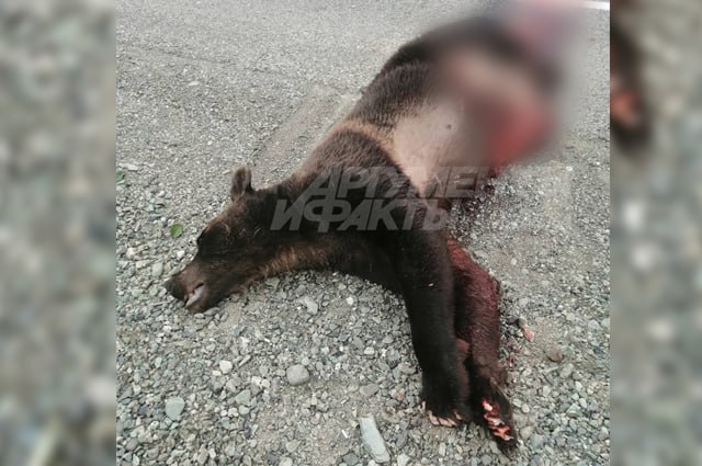 Молодого медведя сбили в районе Малок нампишут сегодня утром в районе Малок легковушка сбила медведя Его метров 15 волокло по дороге Всего распороло Молодой года 3 Бежал с рыбой в зубах