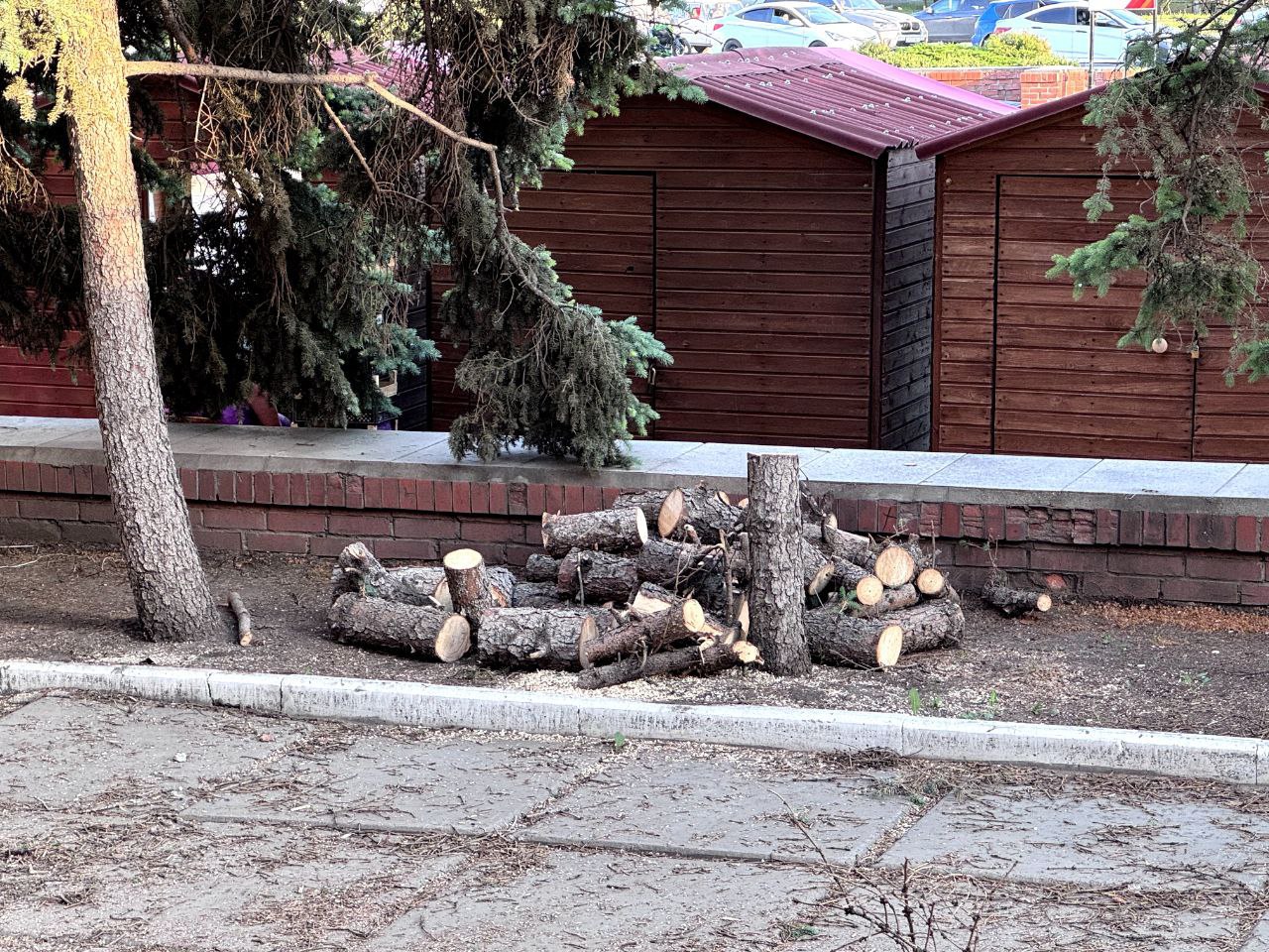 В центре города, возле ТЦ «Омский», спилили 13 елей. Фотографии появились в телеграм-канале «Омск_путеводитель». Решение о вырубке приняли год назад на заседании «зеленой комиссии». На месте старых деревьев в будущем должны высадить новые. Фото: Омск_путеводитель