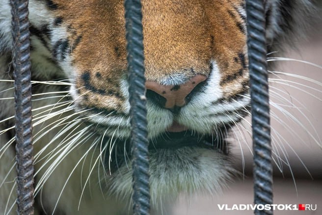 Амурский тигр пообедал бараном который спасся от расстрела в Надеждинском округе Человек напал на баранов 29 ноября часть застрелил и заколол остальные разбежались по округе и на одного из них напал амурский тигр В этот момент копытный был за пределами фермы По данным охотоведов хищник уже неделю держит в страхе местных жителей в выходные возле фермы он задрал барана который сбежал из загона а прошлой ночью бродил по дачам на Роднике 2 где постоянно проживают люди После того как камеры видеонаблюдения зафиксировали променад тигра на улице Надежды решили что хищника нужно срочно изымать из дикой природы пока не пострадали местные жители Подписаться