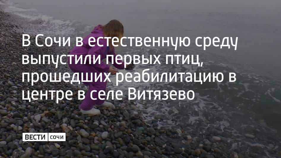 Четверых пернатых выпустили в Адлерском орнитологическом парке. Об этом сообщили в краевом оперштабе.  Место выпуска выбрали исходя из погоды. До того, как выпустить пернатых в дикую природу, их держали в специальных бассейнах с морской водой той же температуры, что и у берегов Сочи.  "В бассейне было 9 градусов. Они просидели больше суток. Птицы активно плавают, ныряют. Мы за них особо не беспокоимся. У них нормальный вес, все хорошо", – рассказала руководитель центра реабилитации Ксения Михайлова.  Птиц доставили в реабилитационный центр в селе Витязево после того, как они попали в пятно мазута, образовавшееся в море после аварии двух танкеров в Керченском проливе. Они проходили реабилитацию с середины января 2025 года.