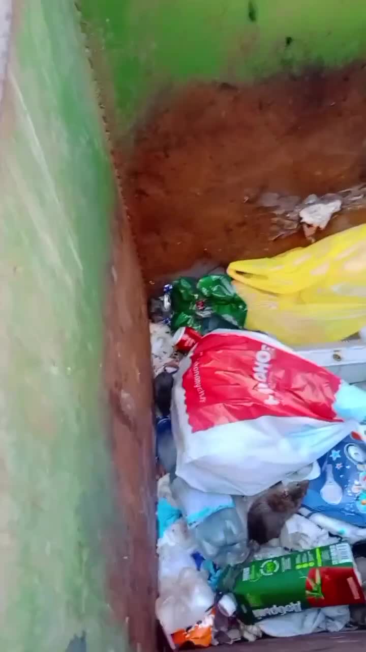 Конфликт жильцов в Хабаровске из-за мусорных контейнеров