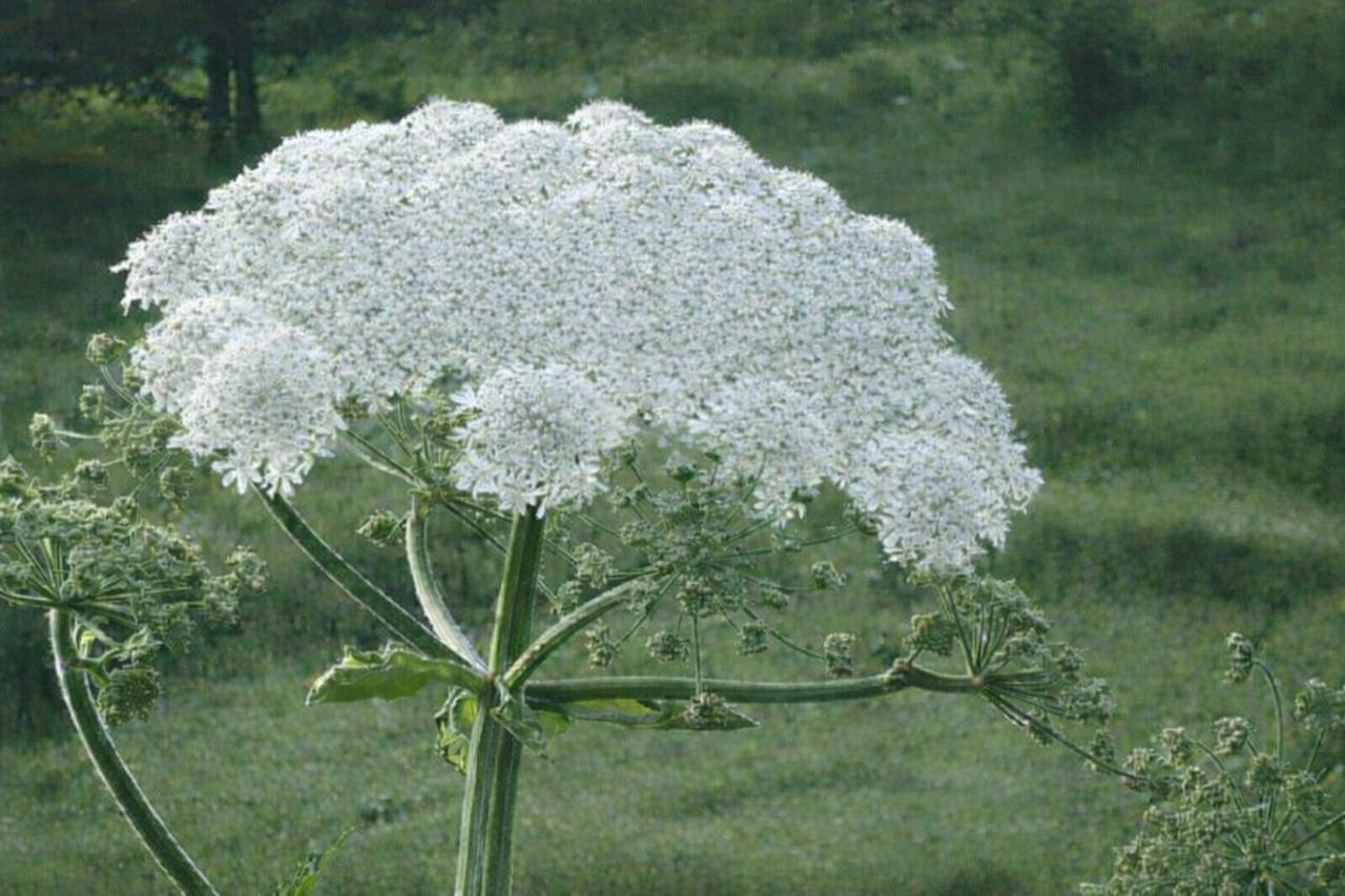 В России борщевик признают иноагентом В Нижегородской области готовят реестр так называемых растений иноагентов Первым в списке станет борщевик Сосновского его официально признают опасным инвазивным видом Для этого региональные власти внесут изменения в законы об экологической безопасности и особо охраняемых природных территориях После утверждения перечня владельцев земли обяжут уничтожать заросли на своих участках За бездействие предусмотрят материальную ответственность вплоть до штрафов NEWS VL в MAX прислать новость