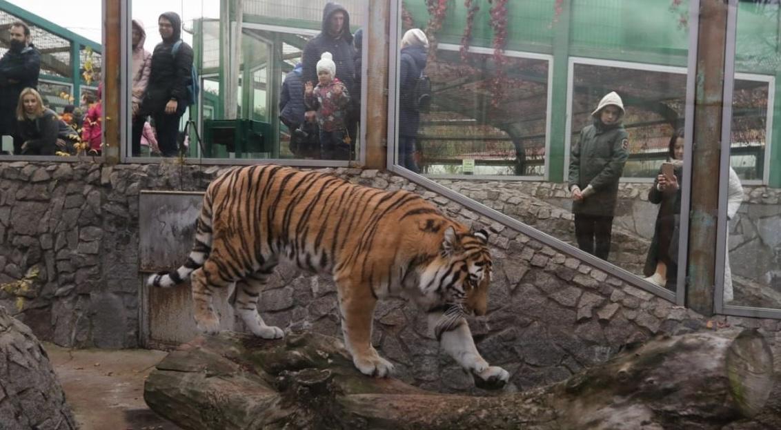 В Ленинградском зоопарке умер амурский тигр Амадей В октябре ему должно было исполниться 17 лет
