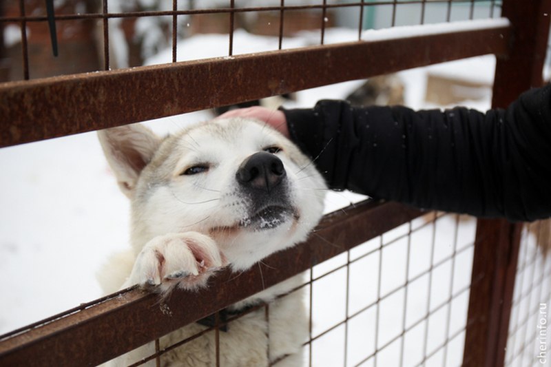 В Череповце соберут помощь бездомным животным Акция Город добрых сердец пройдет в субботу 20 декабря в Алмазе с   cherinfo ru news 144021 v cerepovce soberut pomos bezdomnym zivotnym