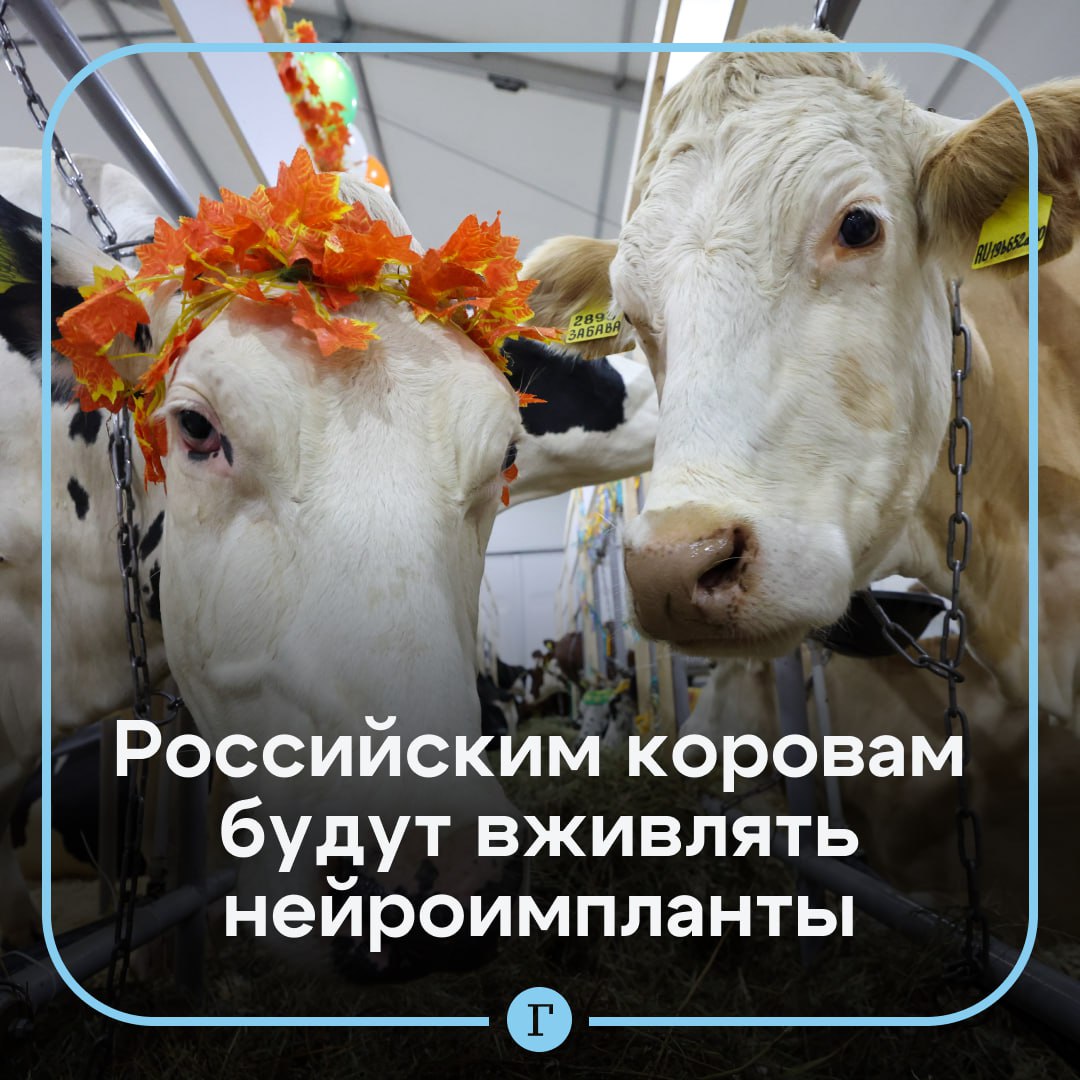 Для российских коров придумали нейроимпланты. Проект «Нейророга» создан компанией Neiry. Его суть в том, чтобы воздействовать на мозг животоного с помощью вживления чипа. Так корова будет давать больше молока и набирать вес. Первые испытания уже проходят в Свердловской области. Как считаете, хорошая идея? /