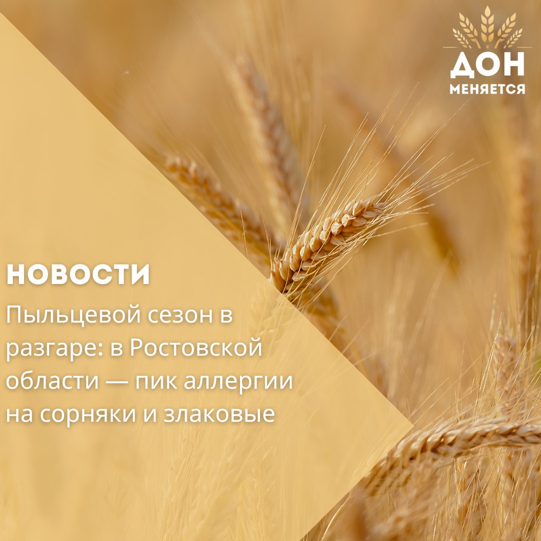 С начала июня по всей Ростовской области наблюдается высокая концентрация пыльцы злаковых и сорных трав. По данным региональной карты пыльцы, пик активности начался 2 июня и сохранится как минимум до 15 июля. Аллергикам рекомендуется избегать контакта с пыльцой, чаще умываться, переодеваться после улицы и проконсультироваться с врачом — он подберёт нужные антигистаминные препараты.