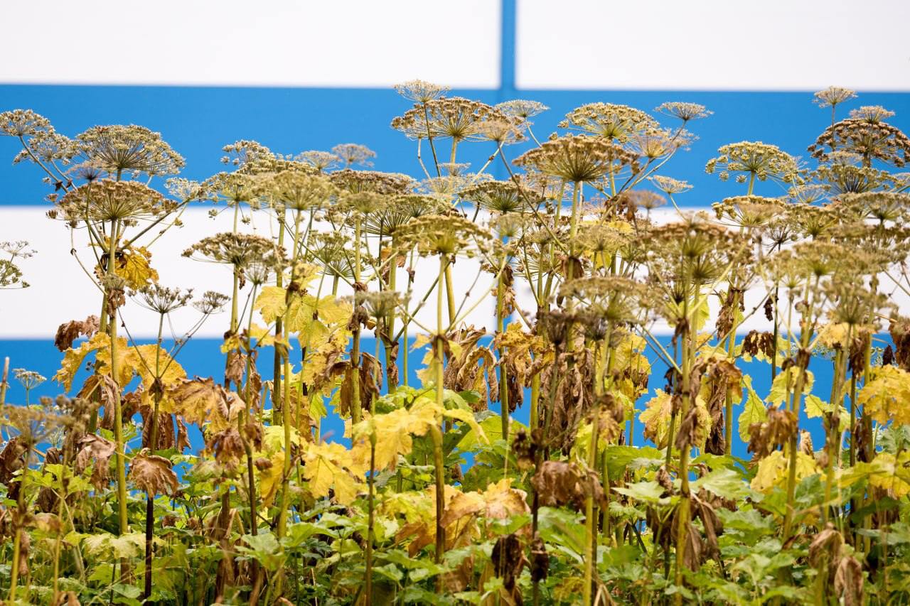 В России с 1 марта 2026 года начнёт действовать закон в соответствии с которым гражданам у которых на участке растут опасные виды растений включая борщевик грозит штраф до 700 тысяч рублей Об этом сообщил зампред комитета Госдумы по строительству и ЖКХ Сергей Колунов Россия растения штраф Подписаться на Pravda ru