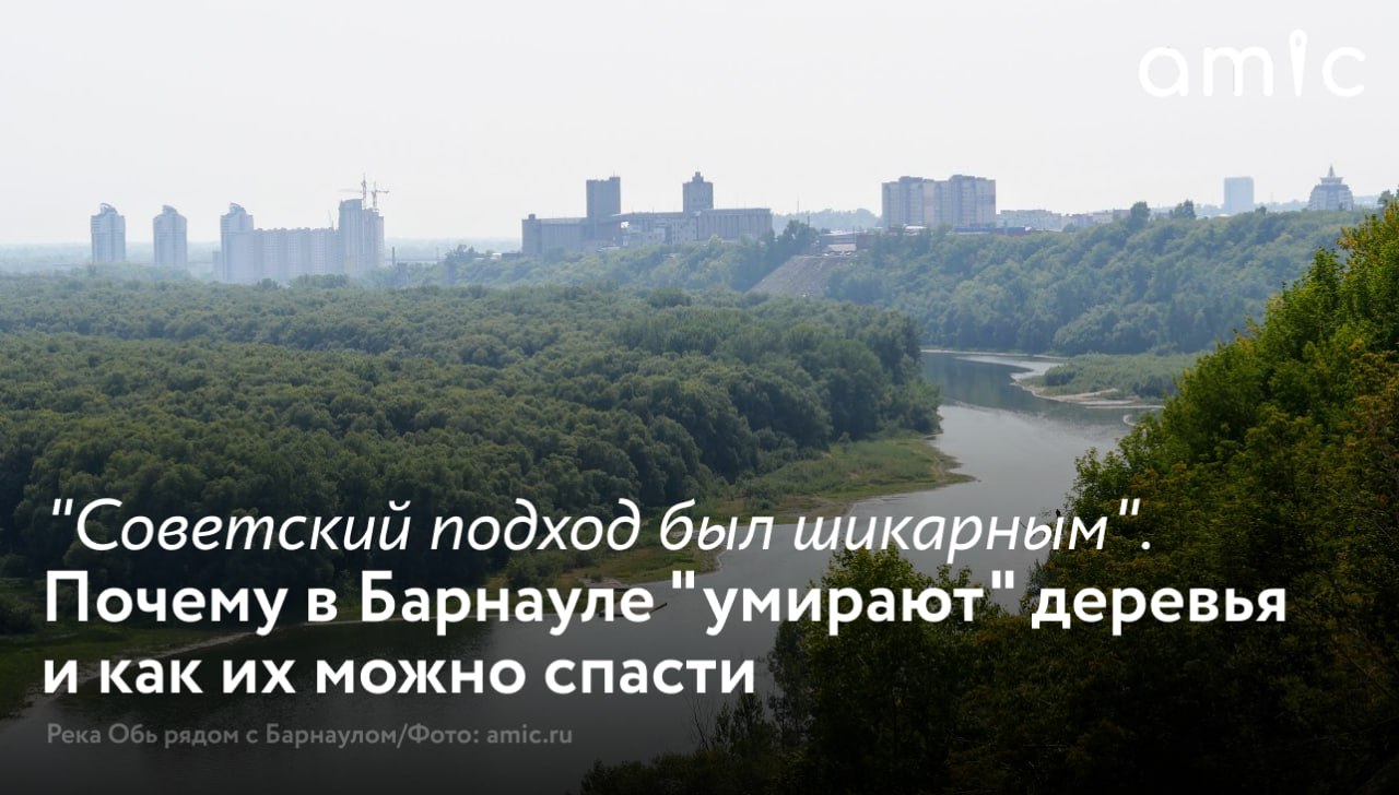 В Барнауле каждый год вырубают десятки аварийных деревьев, а вместо них высаживают молоденькие прутики, которые вырастут очень не скоро. Если благодаря советскому наследию, в центре Барнаула сохранилось много деревьев, то в Индустриальном районе практически нет зелени.   Около 95% саженцев, высаженных в Барнауле после 2021 года, погибли. Кандидат биологических наук, доцент кафедры ботаники АлтГУ Наталья Сперанская рассказала amic.ru, почему в Барнауле в ближайшее время начнут массово "умирать" деревья и что нужно сделать, чтобы их спасти.