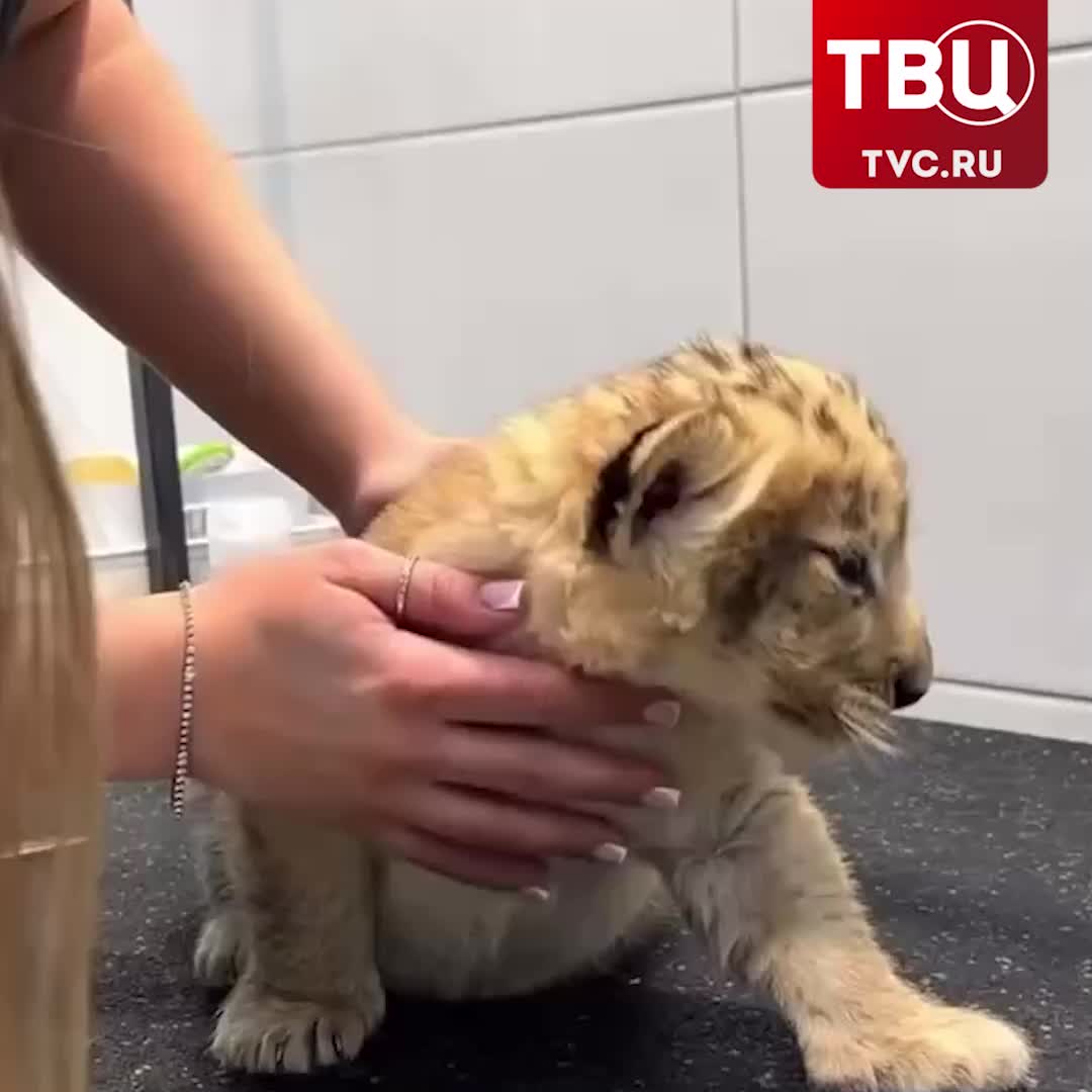 В Петербурге львенка привезли в груминг-салон, вызвав общественное возмущение