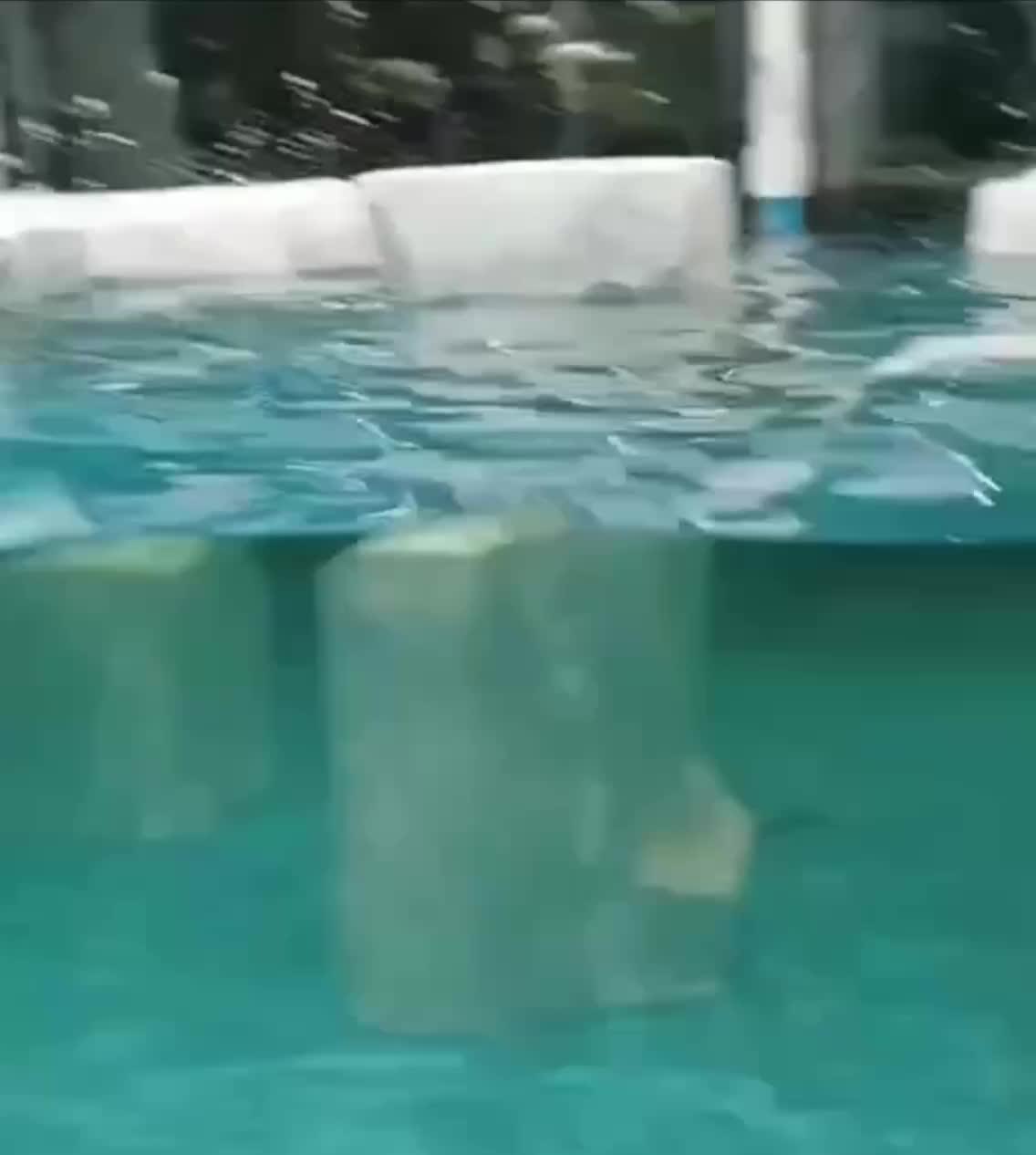 Три пингвина Гумбольдта прибыли в Казанский океанариум из Владивостока