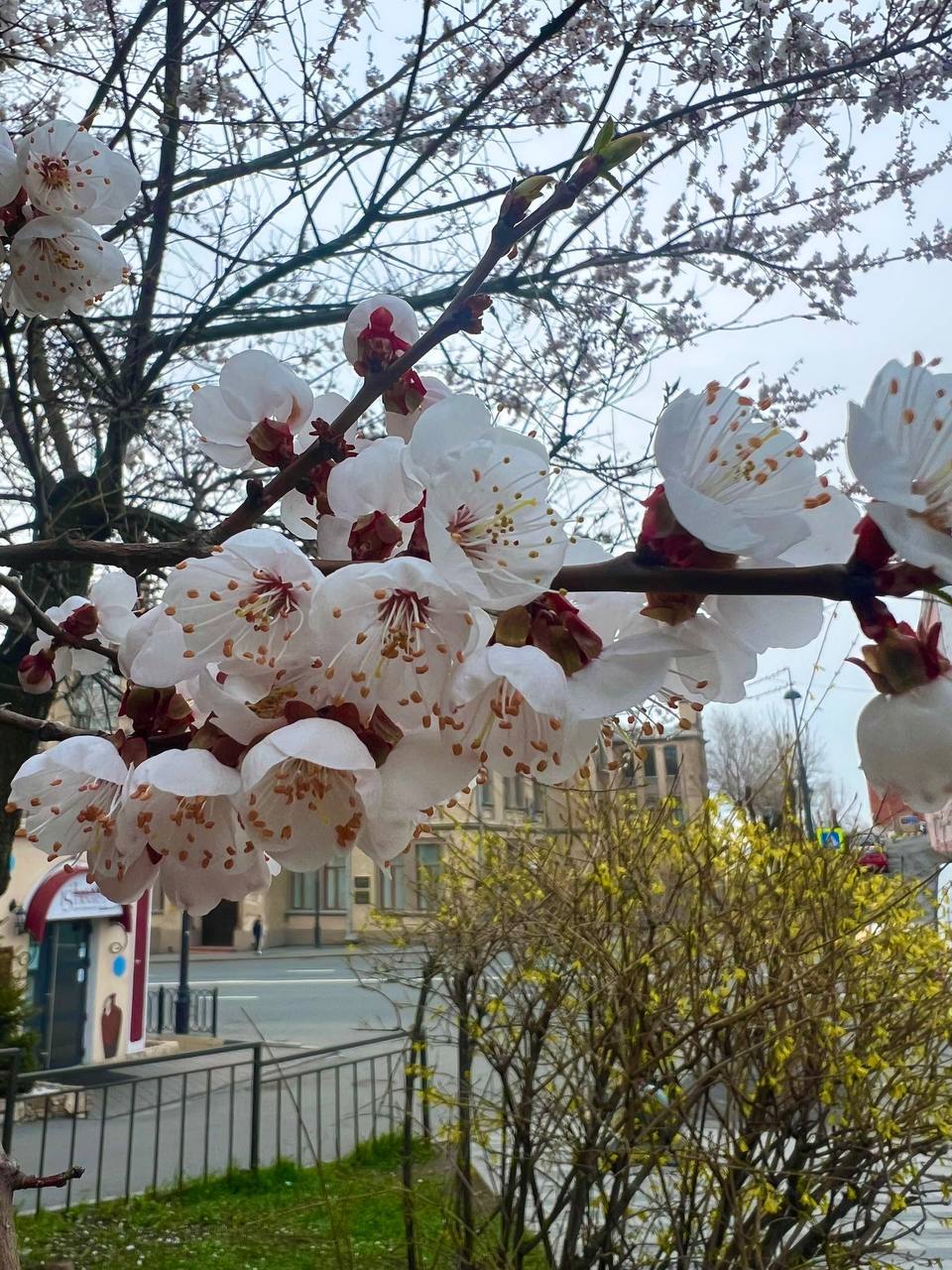 Зеленый Владивосток объявляет старт сезона озеленения Первый в этом году аукцион на поставку деревьев и кустарников уже опубликован Победителю предстоит поставить 220 хвойных и лиственных деревьев среди которых яблони декоративные абрикосы тополя серебристые березы сосны корейские и ели колючие А также 920 цветущих кустарников таких как курильский чай спирея японская и вишня войлочная Остальные аукционы на приобретение растений и работ по озеленению запланированы на март апрель Всего в текущем году мы планируем украсить улицы Владивостока 1 5 тыс деревьев 7 тыс кустарников и 5 тыс многолетних растений А летом наши цветники засияют яркими красками благодаря 260 тыс цветов Напомним что первые молодые деревья и кустарники появятся на зеленых зонах Владивостока уже весной в апреле в рамках традиционных весенних субботников