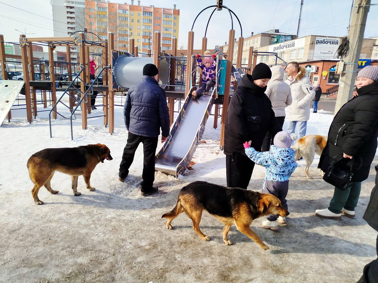 В Копейске продолжается отлов бродячих собак  На прошлой неделе в администрации Копейского городского округа состоялось заседание, посвящённое решению проблемы бездомных животных.   В мероприятии приняли участие подрядчики, занимающиеся отловом собак, а также руководитель государственного приюта, расположенного в Сосновском районе.  Участники заседания договорились подготовить подробный отчёт и предложения.   На новом заседании планируется пригласить экспертов и заинтересованных лиц, чтобы разработать эффективную концепцию решения проблемы.   «Мы должны выработать свои меры, поскольку наш регион не вошёл в федеральный пилотный проект по регулированию численности бездомных животных. Это значит, что нам нужно действовать самостоятельно, но с учётом опыта других территорий», — подчеркнула глава города.  Глава города также отметила, что для решения проблемы необходимо подключение областных властей.  Реклама    Erid: 2W5zFJj8vYp