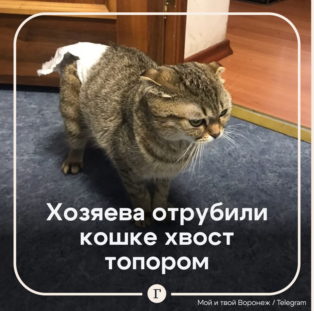 Хозяева отрубили кошке хвост топором и выкинули ее в подъезд. Воронежские зоозащитники поделились историей издевательства над питомцем. Местные жители захотели сделать свою кошку «модной», отрубив ей хвост с помощью топора. После содеянного у животного началось недержание мочи и трудности с дефекацией. Обнаружив последствия, хозяева выкинули кошку в подъезд. Волонтеры забрали пострадавшую и передали в руки ветеринаров. После операции врачи пришли к выводу, что проблемы с мочевым пузырем исправить невозможно, так как поврежден нерв. Памперс можно применять лишь на пару часов в сутки, а остальное время животное проводит в клетке. Зоозащитники жалуются, что такой питомец никому не нужен. — Пожелаем кошечке заботливого и любящего хозяина — Живодеров нужно наказать!