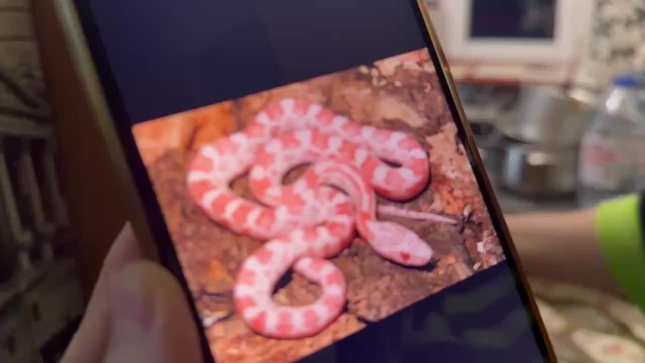 Спасатели Уфы поймали полоза, забравшегося в квартиру