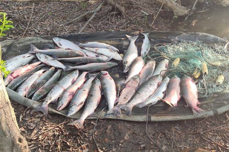 За неделю рейдов на водоемах Камчатки рыбинспекторы выявили 53 случая браконьерства. У нарушителей изъяли 18 незаконных орудий лова, сумма наложенных штрафов составила 116,7 тысячи рублей, а с учетом взыскания предыдущих штрафов — 162,7 тысячи рублей. Наибольшее количество нарушений 20 случаев зафиксировано в Елизовском районе. Борьбу с браконьерством ведут десять оперативных групп. Отметим, что незаконно добытая чавыча в Усть-Камчатском округе предлагается к продаже по цене 1800 рублей за килограмм. Подписаться Предложка Чат