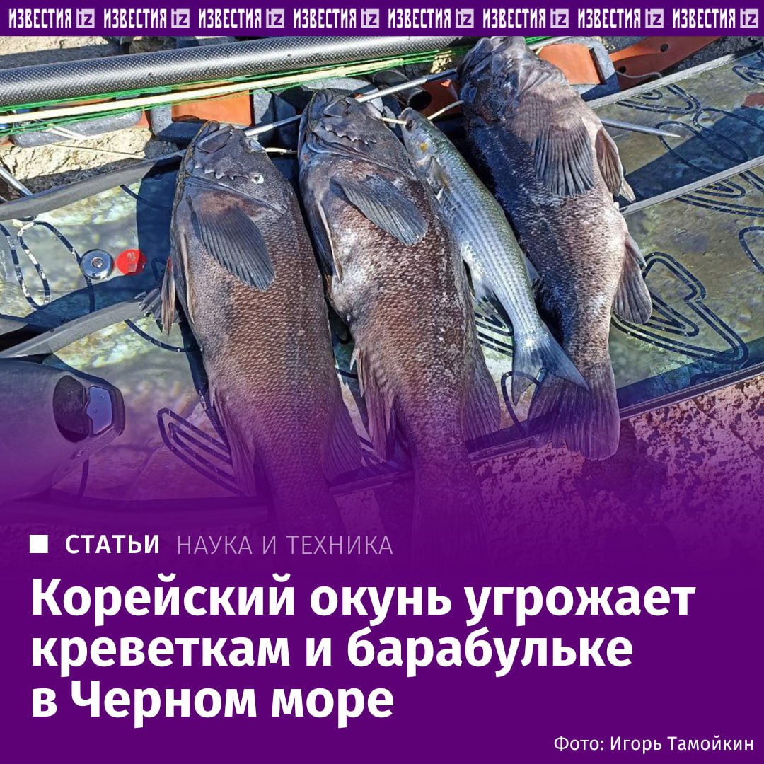 Пришелец из Тихого океана ставит под угрозу существования в Черном море его традиционных обитателей знаменитую барабульку креветок крабов и лишает кормовой базы хищных рыб Речь о корейском окуне который попал в Черное море с мальками устриц которых привозили для разведения с Дальнего Востока В теплых водах он стал активно размножаться и угрожать местной экосистеме Что показали результаты первого серьезного исследования учеными этой проблемы в материале Известий IZ RU в Telegram в MAX