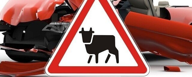 В Калмыкии, в Ики-Бурульском районе, под колёсами автомобиля погибла корова. Вечером на автодороге «Элиста – Арзгир – Минеральные Воды» произошло дорожно-транспортное происшествие. Водитель автомобиля «Тойота Камри» совершил наезд на корову, бродившую по проезжей части. Животное погибло, водитель не пострадал, автомобиль получил механические повреждения. Сотрудники полиции установили владельца коровы и составили административный протокол. МВД напоминает: помимо административной ответственности, на погонщика или собственника КРС возлагается обязанность по возмещению имущественного вреда, причинённого владельцу транспортного средства. Фото: МВД Калмыкия Быть в курсе Прислать новость