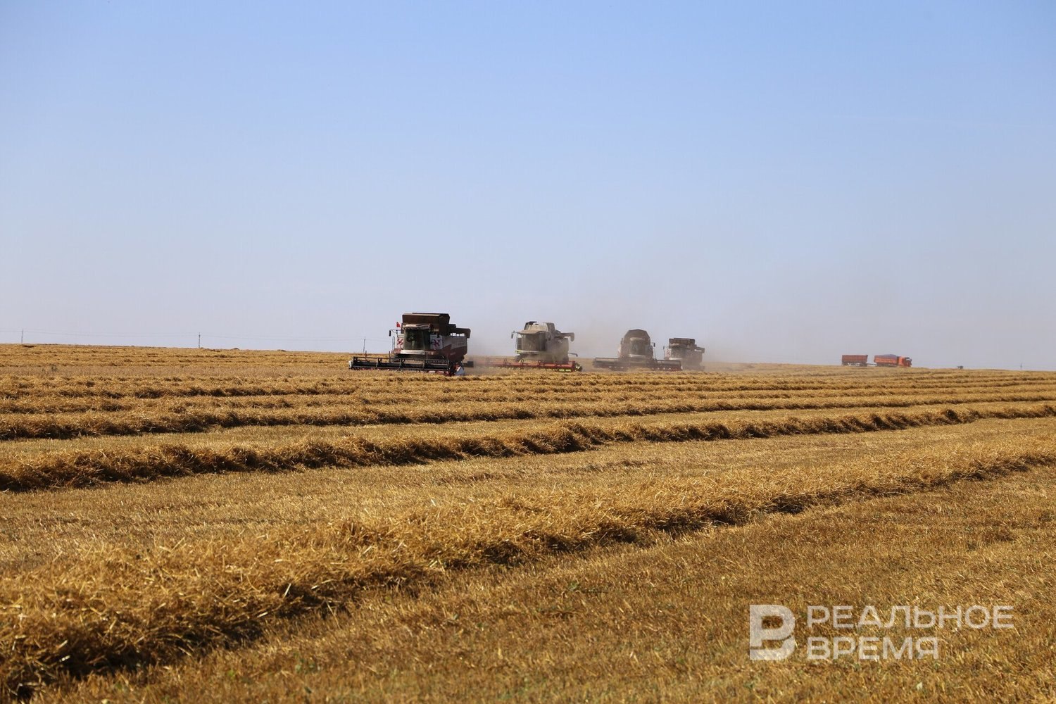 Конопляный завод в Муслюмово откроется в декабре этого года Под выращивание технической конопли отведено 600 га rv shorts