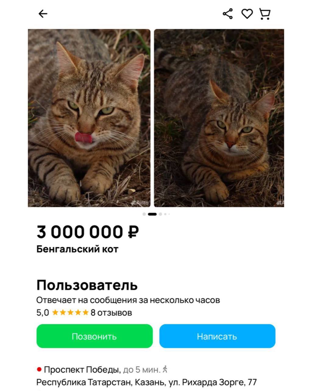 В Казани девушка продает кота за 3 миллиона рублей, чтобы закрыть ипотеку По её словам, котик очень умный, независимый и общительный, питается премиальным кормом и любит играть в догонялки