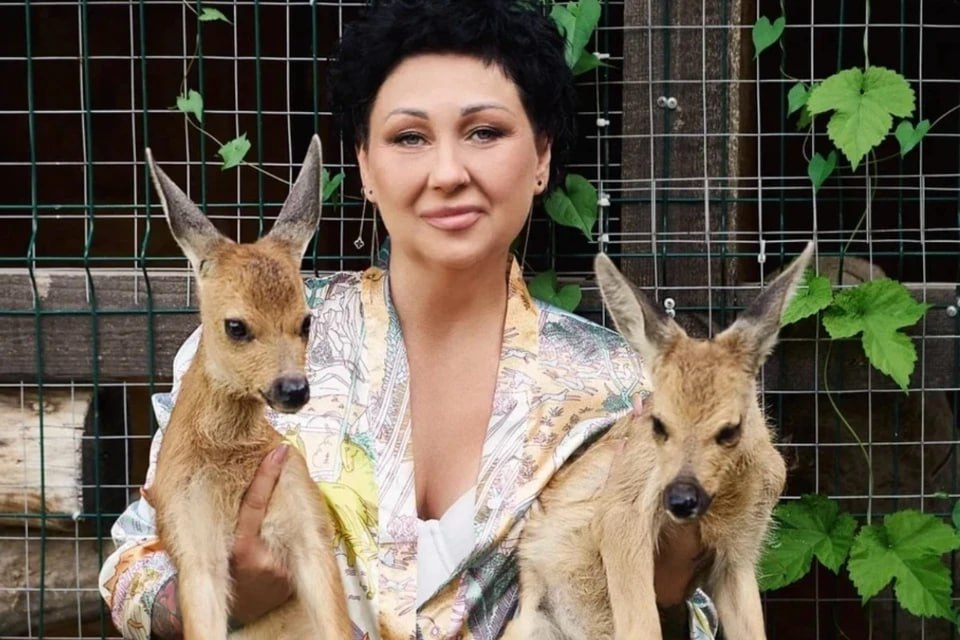 Двух детенышей косули спасли от гибели в Самаре Жительница Самары Екатерина Царева уже не первый год помогает животным, а сейчас выхаживает сразу двух детенышей косули. Обоих малышей нашли неравнодушные люди в разных уголках области и привезли Екатерине. - Один детеныш косули поступил из Безенчукского района, с открытым переломом. Он, по-моему, был совсем новорожденный. Второго нашли в поселке Стройкерамика. У него был выбит коленный сустав и повреждены связки. Что именно с ним произошло - неизвестно. Возможно, попал под машину или под какую-то тяжелую технику, - рассказывает Екатерина Обе крошки оказались в критическом состоянии. Нужно было срочно делать операцию. О том, как сейчас поживают самарские Бэмби, узнала корреспондент «КП-Самара».