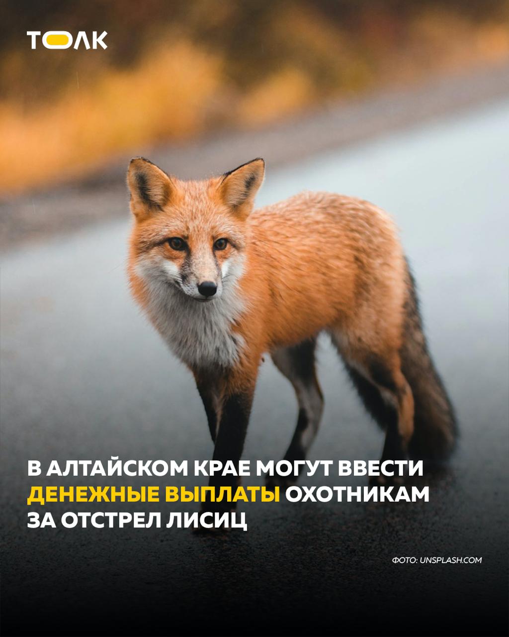 ТОЛК новости Барнаула Алтайского края и Республики Алтай Депутаты АКЗС призвали ввести денежную награду за отстрел лис С инициативой выступили депутаты АКЗС на выездном заседании круглого стола в Завьяловском районе посвященном регулированию численности охотничьих ресурсов Поводом стала тревожная ситуация с ростом популяции лис Хищники все чаще выходят в населенные пункты в поисках пищи что связывают с сокращением кормовой базы из за плотного снежного наста В 2026 году случаи нападения лисиц на людей и домашних животных уже зафиксированы в Шелаболихинском районе и Камне на Оби Участники обсуждения также указали на риск распространения бешенства По данным Заксобрания в 2025 году охотники добыли лишь 3 3 тысячи лисиц при разрешенном лимите в 18 тысяч Причиной называют отсутствие экономической заинтересованности затраты на топливо подробнее на канале ТОЛК новости Барнаула Алтайского края и Республики Алтай