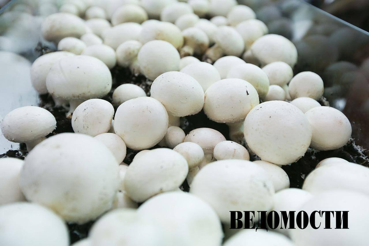 В 2025 году Сбер принял в залог Чебурашку каменный фонарик и грибную ферму сообщили Ведомостям в банке Эксперты банка ежегодно проводят залоговую оценку около 3 млн объектов  Самый дорогой залог в портфеле кредитной организации оценивается в 2 трлн рублей Среди заложенных объектов были также нефтебазы и нефтеналивные терминалы танкеры терминалы аэропортов и воздушные суда крупные агрокомплексы спортивные комплексы горнолыжные курорты и многое другое Telegram Max