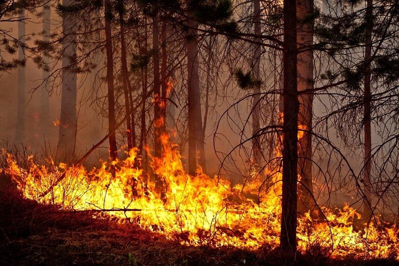 В Красноярском крае в 2025 году зафиксировали рост площади природных пожаров — она уже превышает показатели аналогичного периода 2024 года почти в 1,5 раза. Об этом сообщил глава МЧС России Александр Куренков на координационном совещании, которое прошло в Красноярске. В большинстве районов региона сейчас действует особый противопожарный режим. По словам Куренкова, несмотря на то что новых возгораний на территории края сейчас нет, риски сохраняются и будут только расти в условиях сибирского лета. Более половины возгораний происходят по вине человека. Подробнее — на Бабре #красноярск