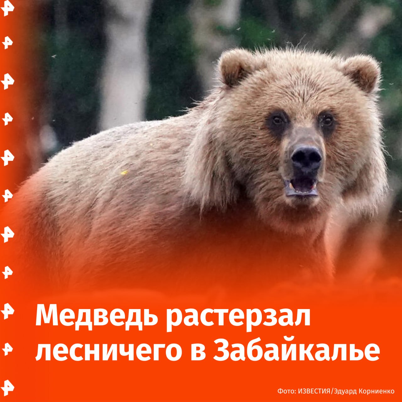 Медведь растерзал сотрудника лесничества во время тушения пожара в Забайкалье. В Хилокском районе двое пожарных отделились от группы. В этот момент на них, предположительно, напал медведь. Раны, полученные одним из лесничих, оказались смертельными, сообщили в Минприроды региона. Сейчас идут поиски второго лесного пожарного. Уточняются обстоятельства произошедшего. Отправить новость
