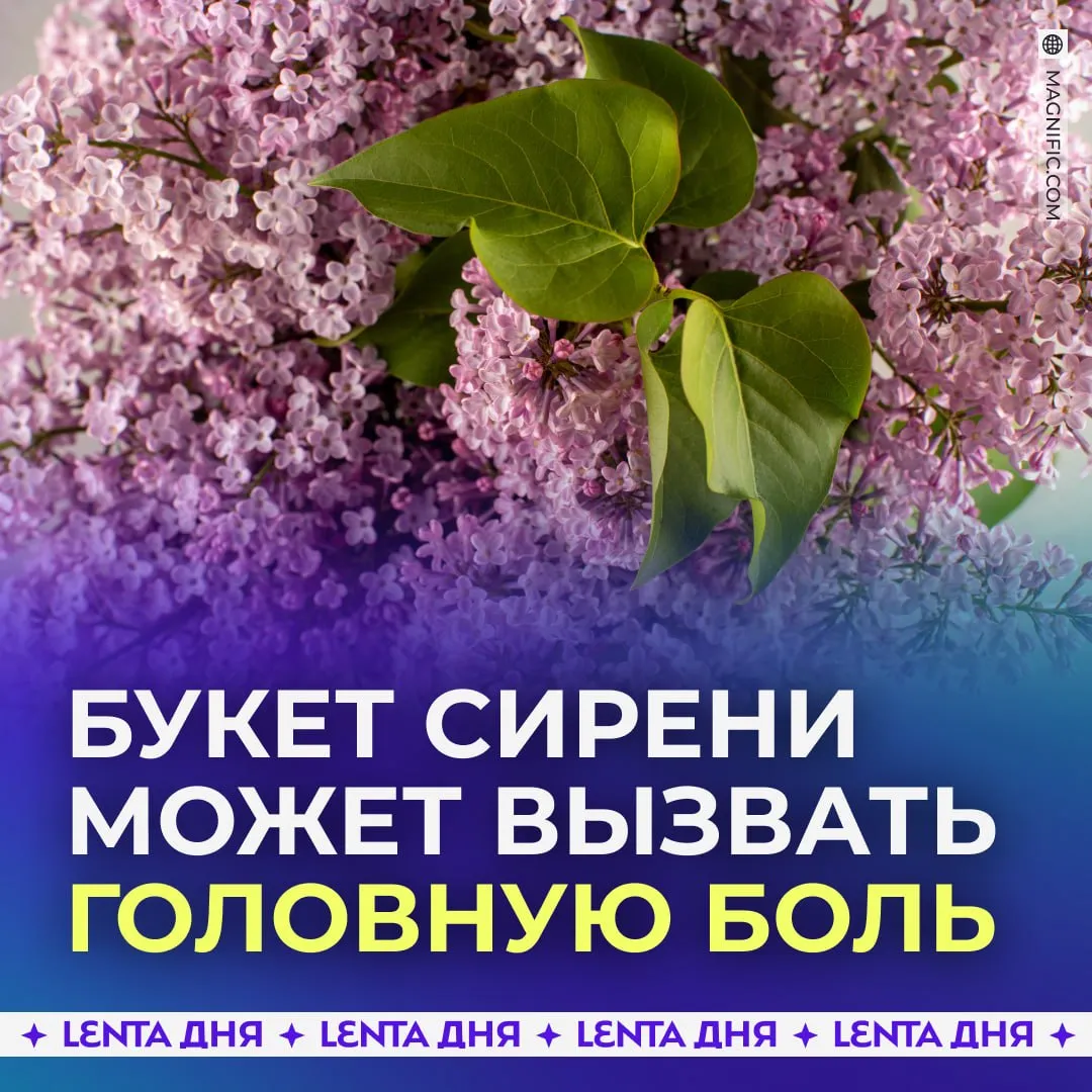 Сирень советуют не приносить домой Из за неё может сильно разболеться голова и появиться аритмия предупредил ботаник Дело в том что в сирени есть вещество которое и провоцирует недомогание Поэтому букеты из неё не надо ставить в спальне Лучшее место для них подоконник в гостиной или терраса Подпишись на Ленту дня в МАКС
