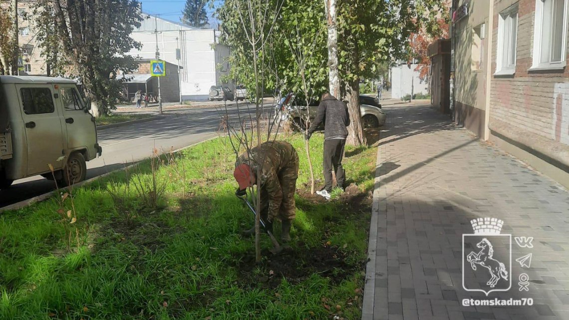 Порядка 100 деревьев и кустарников появились на улице Котовского в Томске