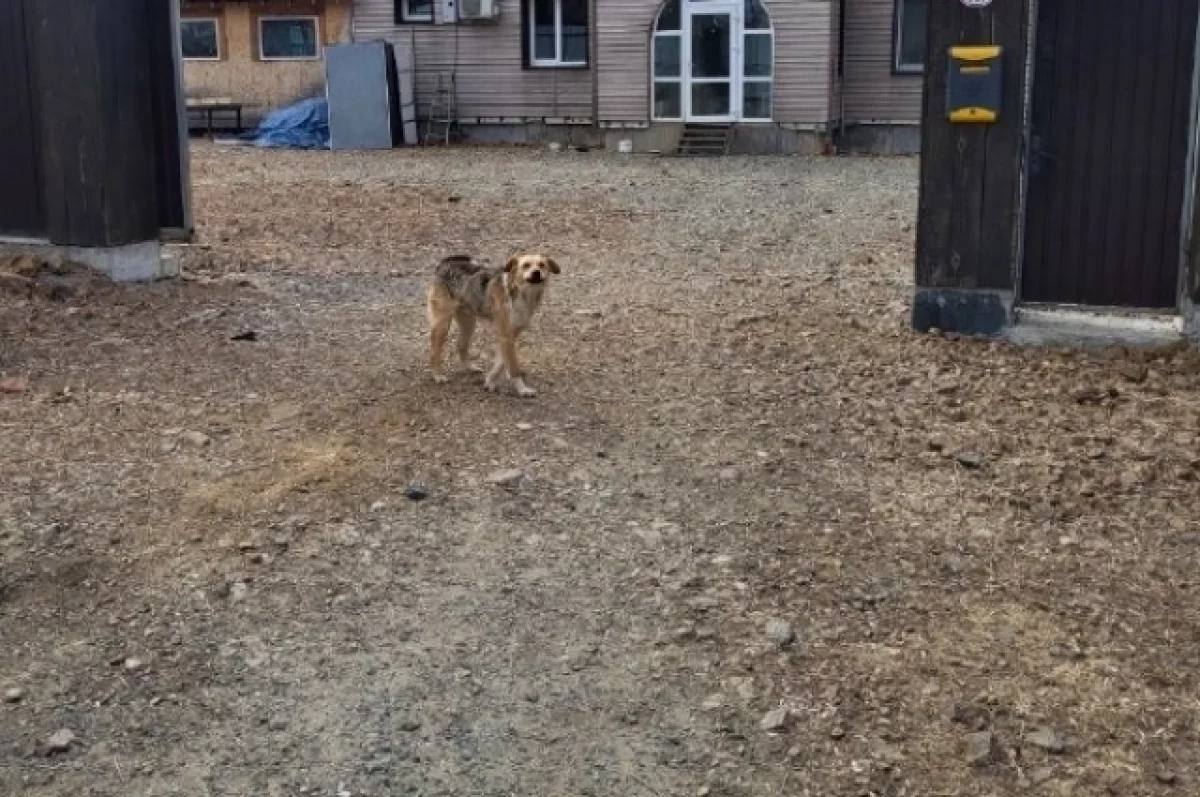 В городе Артем собака на самовыгуле покусала ребенка   В районе дома № 117 на улице Первой, гулявшая без присмотра хозяина собака, укусила ребёнка.   По словам жителей окрестностей, хозяин животного проживает в двухэтажном коттедже, ворота которого всегда открыты, а собака свободно гуляет во дворе и вне его. На жалобы жителей он не реагирует.   Сейчас полиция проводит проверку по факту произошедшего. Выясняются все обстоятельства, а также устанавливается личность владельца домашнего питомца.  Подробнее в «АиФ - Приморье»