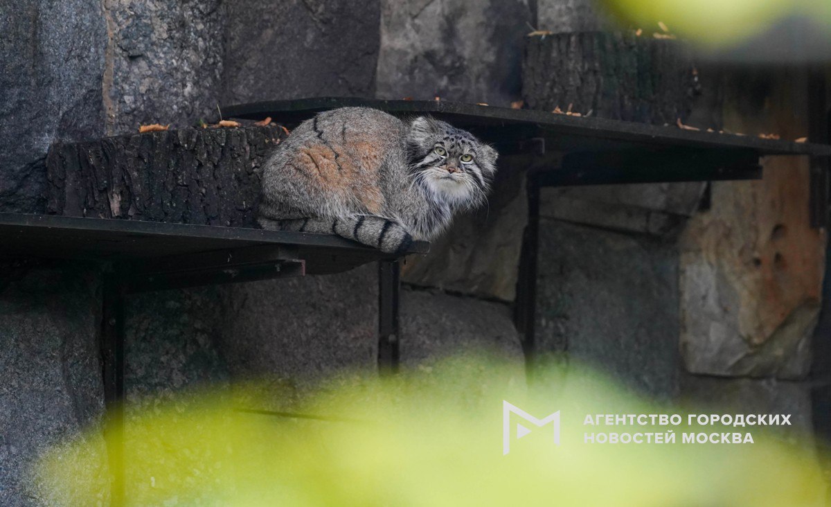 Московский зоопарк меняет режим работы из за уменьшения светового дня С 21 октября зоосад открыт с 9 00 до 18 00 вход прекращается в 17 00 Подпишись на Агентство Москва Мы в МАХ