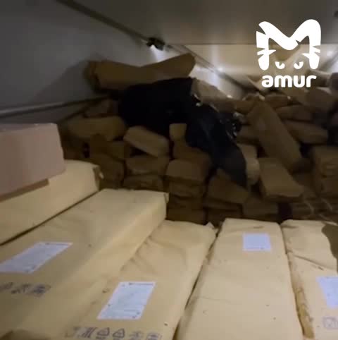 В Хабаровске задержан водитель с крупной партией черной икры