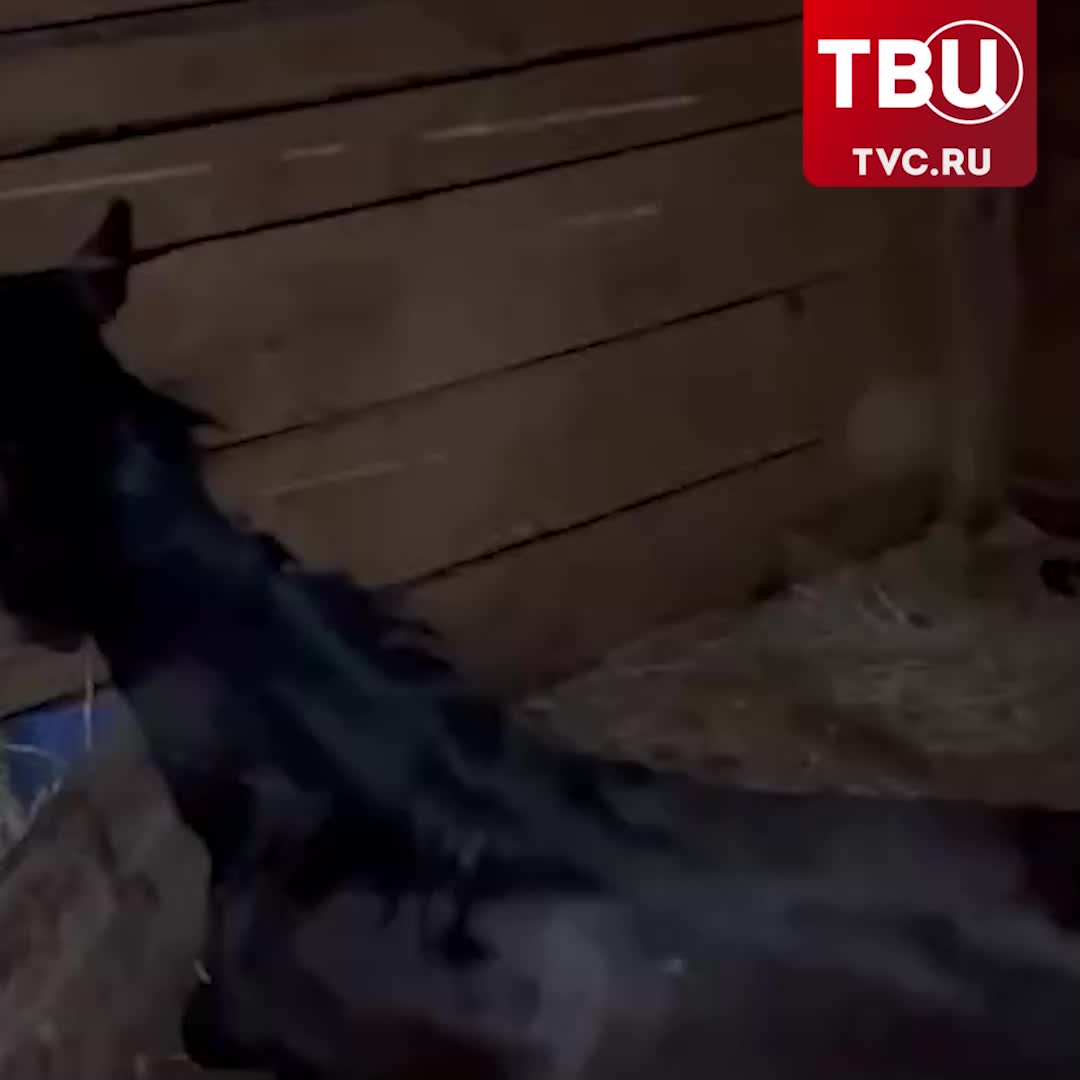 В Волжском неизвестный отравил пять лошадей в конном клубе