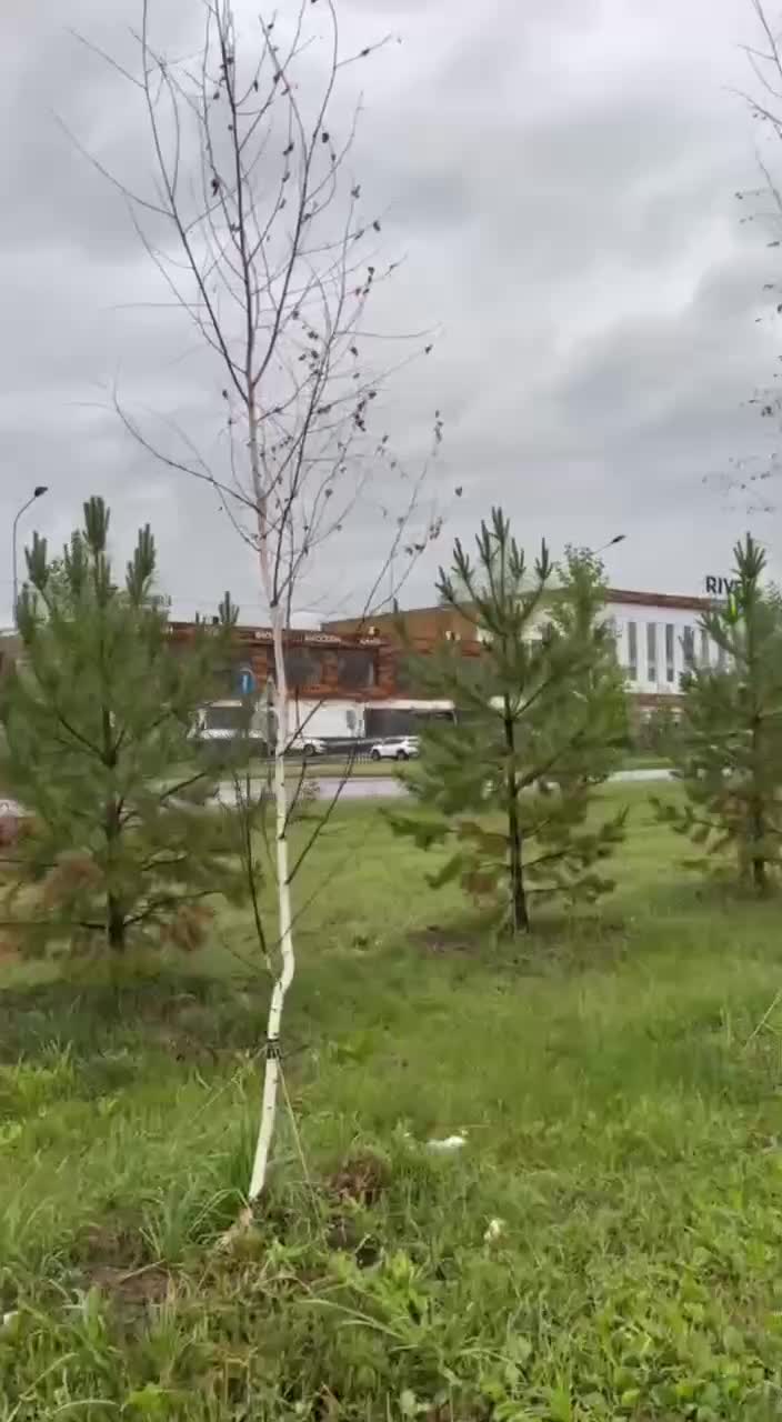 Конфликт вокруг вырубки деревьев в парке Долгопрудного и высадки елей в Стерлитамаке