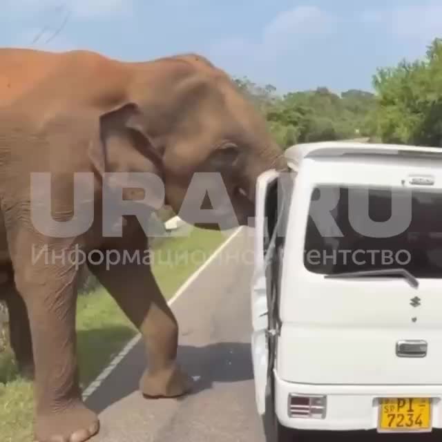 На Шри-Ланке слон атаковал микроавтобус с туристами из России