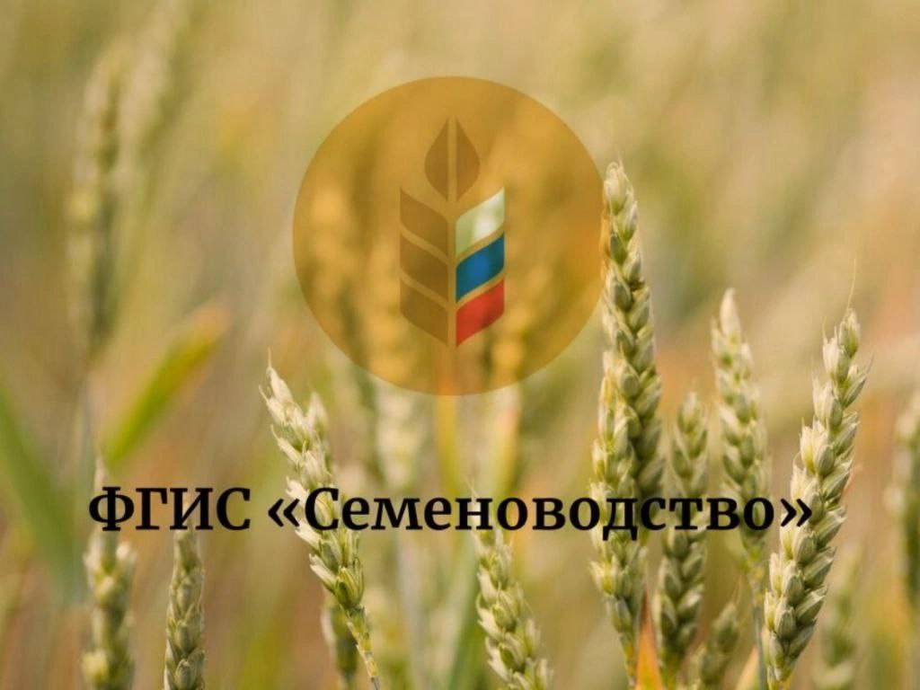 Управлением Россельхознадзора по Республике Дагестан с помощью ФГИС «Семеноводство» выявлены нарушения в области семенного контроля С начала июня 2025 года должностными лицами Управления Россельхознадзора по Республике Дагестан в ходе проведения контрольных надзорных мероприятий без взаимодействия установлены случаи посева семян сельскохозяйственных растений с нарушением законодательства в сфере семеноводства. Так, согласно информации, содержащейся во ФГИС «Семеноводство», и данным сводного отчета по списаниям объемов семян на посев, установлено, что сельскохозяйственные производственные предприятия «Бухты», «Дружба», Дагестан-2007», «Ирс», «Ленина» и индивидуальные предприниматели Шундалов М.У., Бегеева А.Д., Корголоев Г.А. указали, что при посеве использовались семена подсолнечника, озимой пшеницы, риса, кукурузы в общем количестве 120,2 тонны, на которые отсутствовали документы о показателях сортовых и посевных качеств, что является нарушением ч.1 ст. 13, ч.1 и ч.4 ст. 16 Федерального закона от 30.12.2021 № 454-ФЗ «О семеноводстве». По данным фактам нарушителям объявлены предостережения о недопустимости нарушения обязательных требований в области семеноводства.