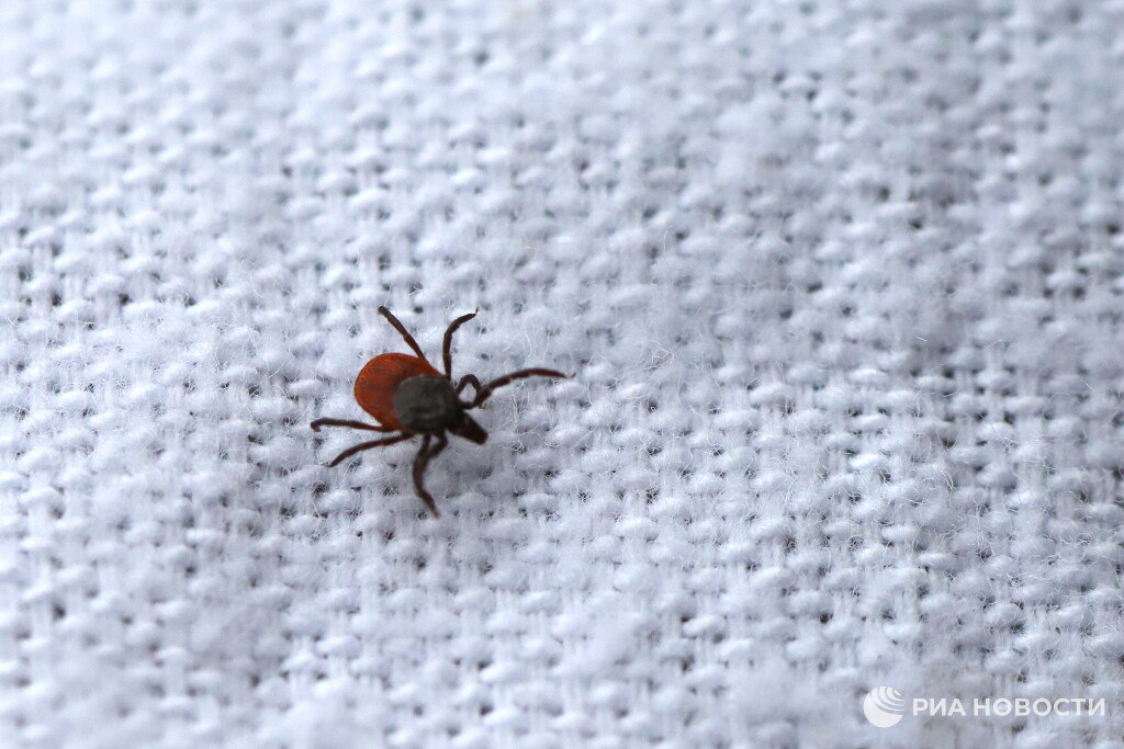Россиян ждет ранняя атака клещей в этом году По словам ученых нынешняя снежная зима помогла многим насекомым в том числе и клещам успешно выжить под землей а значит атаковать людей и животных они начнут раньше и сильнее Подписаться на РИА Новости