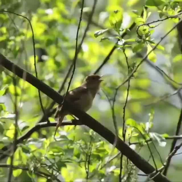 Соловьи вновь радуют москвичей своим пением