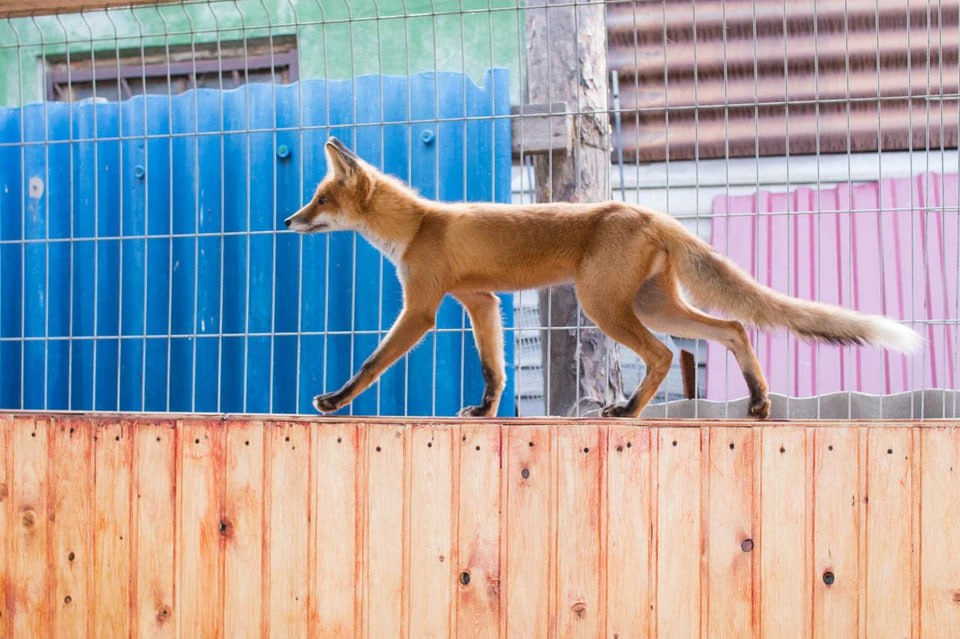 В Оренбуржье участились случаи появления лис и корсаков возле жилых домов Если вы заметили этих животных на территории населенного пункта немедленно сообщите в полицию по телефонам 102 или 112 В минприроды региона рассказали что нельзя делать при встрече с диким животным Не подходите не пытайтесь сфотографировать или сделать селфи Не преследуйте животное Не подкармливайте не гладьте и не пытайтесь взять его на руки Не пытайтесь отогнать животное с помощью транспорта Помните что дикие животные это не домашние питомцы и их поведение может быть непредсказуемым Обезвреживание опасных для людей гостей задача полиции